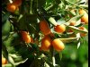 Naranjos y cultivos subtropicales